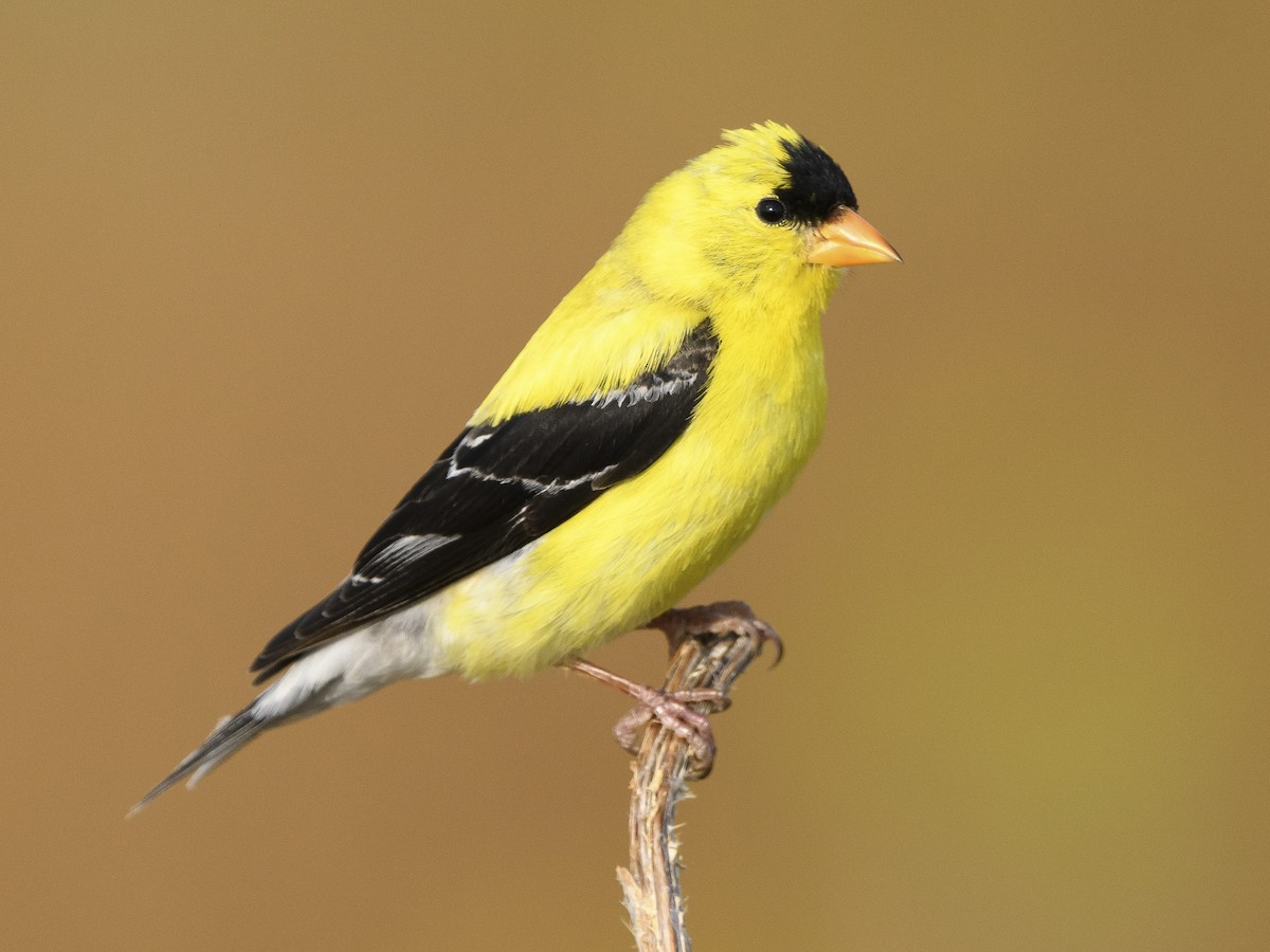 American Goldfinch (Spinus tristis)