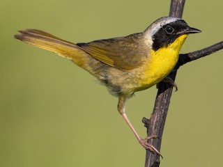 Common Yellowthroat (Geothlypis trichas)