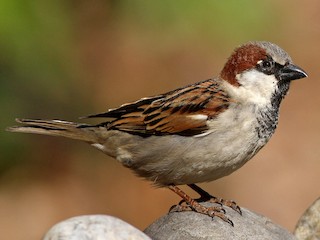 House Sparrow (Passer domesticus)