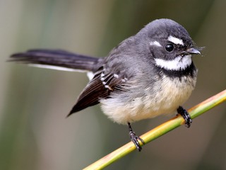 Codibugnolo Grigio (Rhipidura albiscapa)