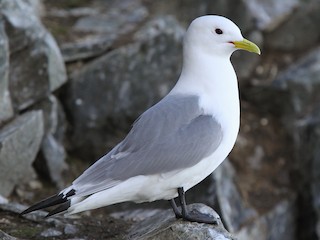 Black-legged Kittiwake (Rissa tridactyla)