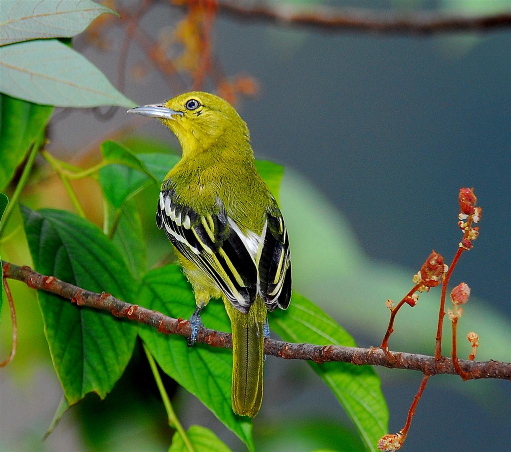 Common Iora (Aegithina tiphia)
