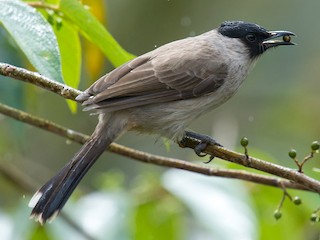 Sooty-headed Bulbul (Pycnonotus aurigaster)