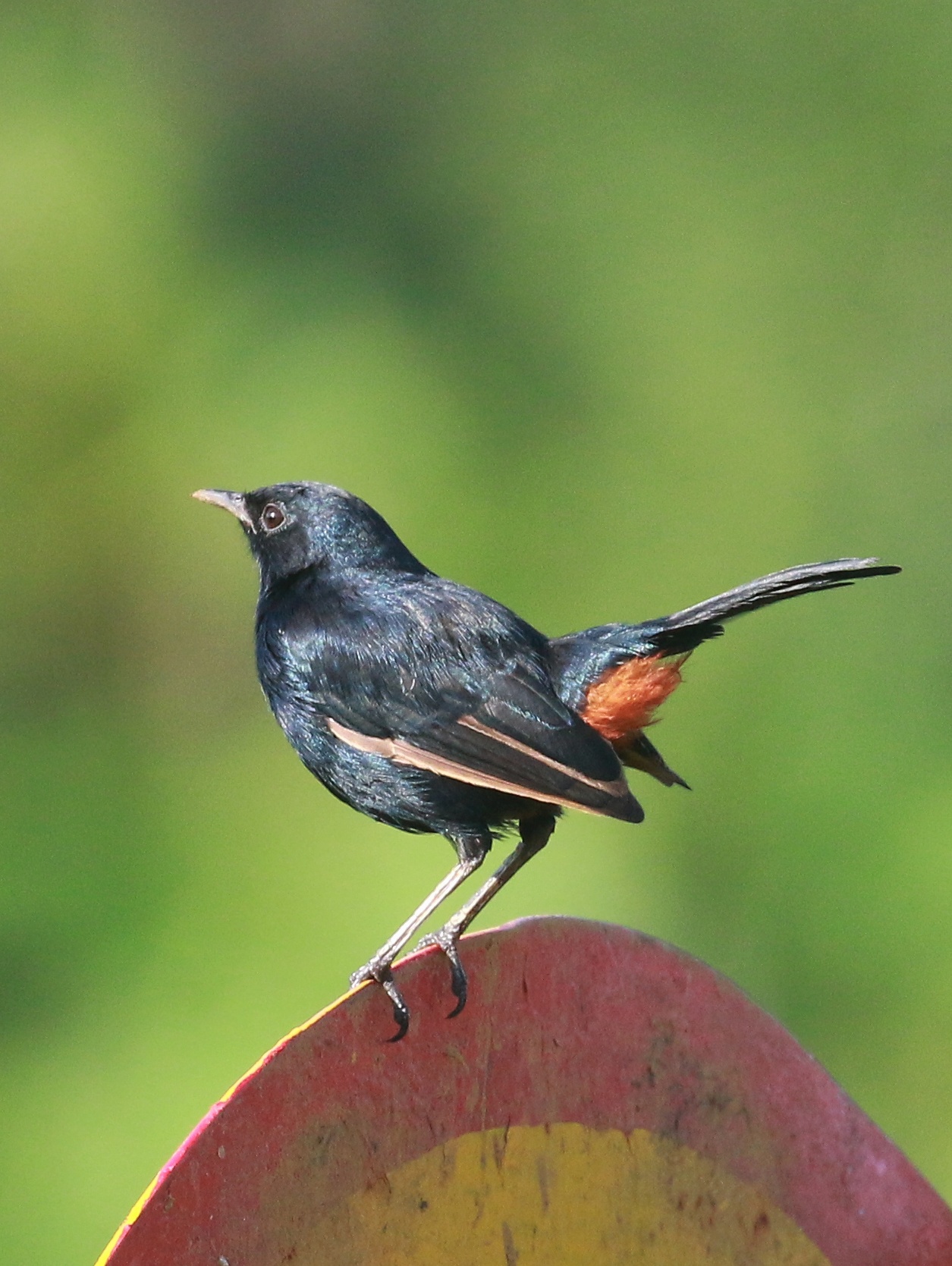 Indian Robin (Copsychus fulicatus)