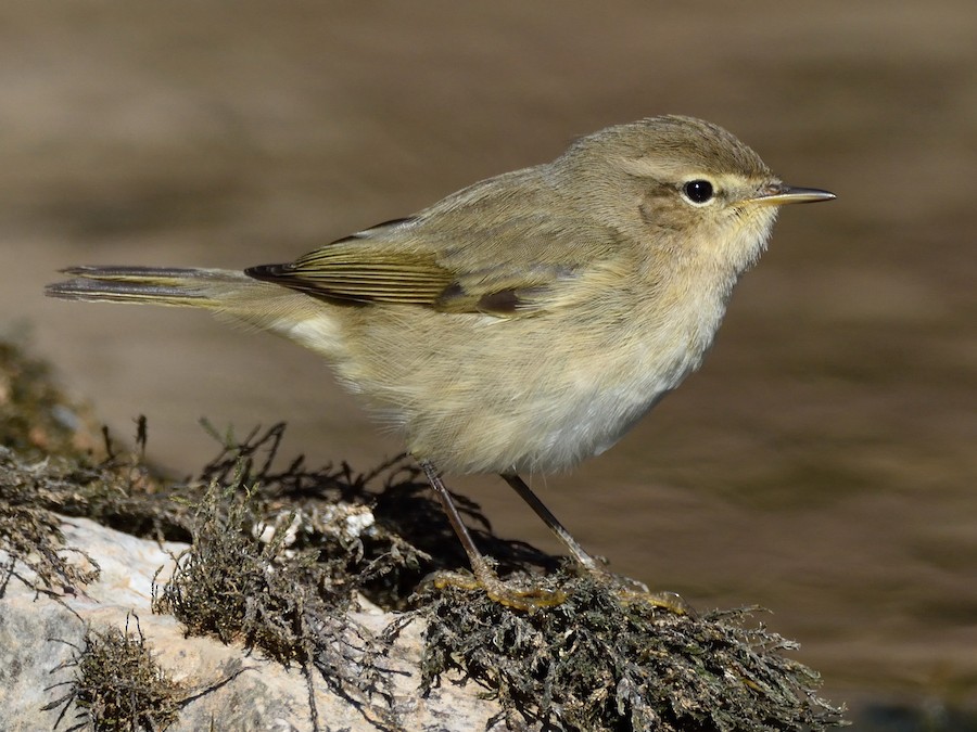 نقشارة الصفصاف (Phylloscopus collybita)