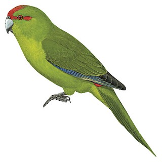Kakariki rudočelý (Cyanoramphus novaezelandiae)