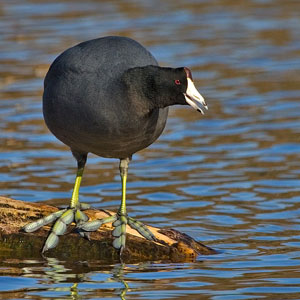 American Coot (Fulica americana)