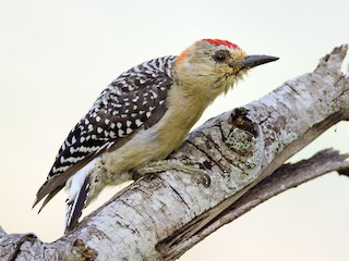 Pájaro Carpintero Coronado (Melanerpes rubricapillus)
