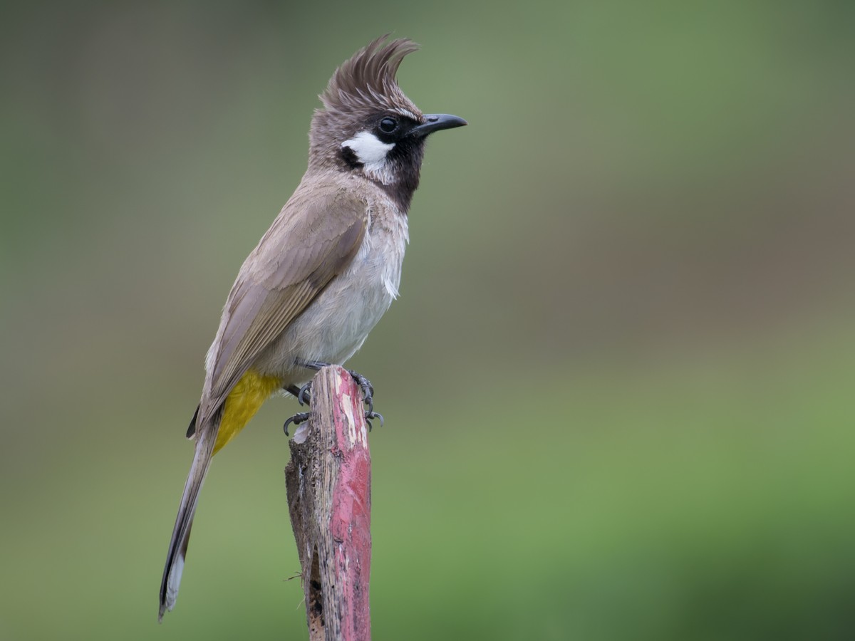بلبل أبيض الخد (Pycnonotus leucogenys)