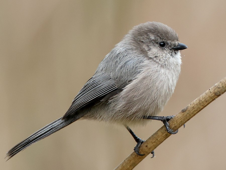Bokorpacsirta (Psaltriparus minimus)
