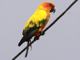 Sun Conure (Aratinga solstitialis)