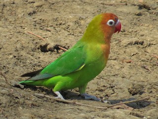 Agapornis růžovohrdlý (Agapornis lilianae)