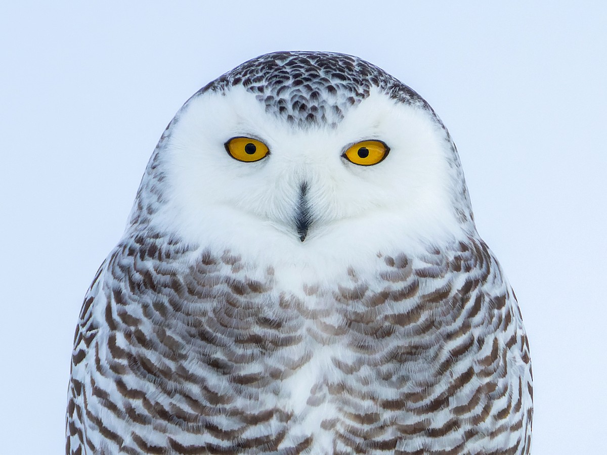 بومة الثلج (Bubo scandiacus)