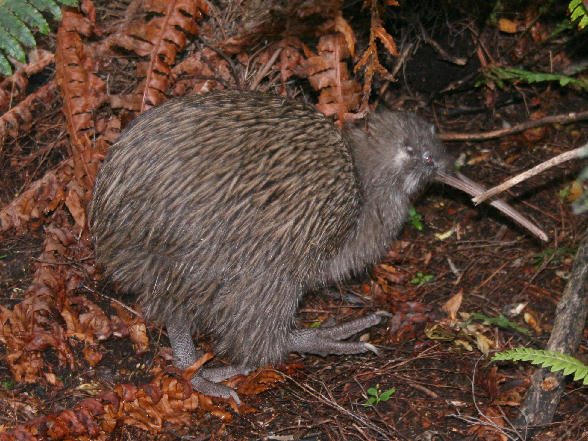 Бурый киви (Apteryx australis)