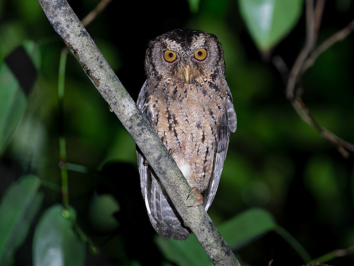 Celepuk Sunda (Otus lempiji)