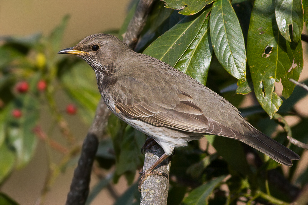 Black-throated Thrush (Turdus atrogularis)