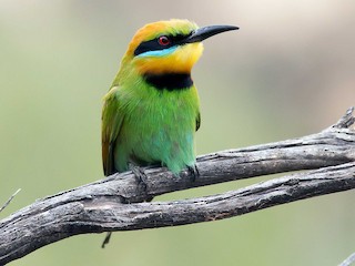 Радужная щурка (Merops ornatus)