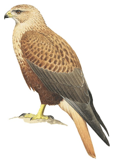 Long-legged Buzzard (Buteo rufinus)