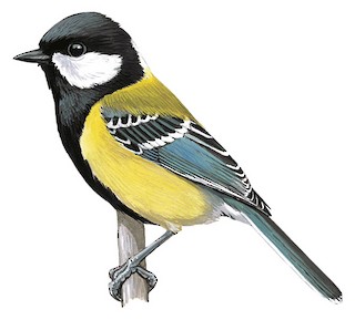 Green-backed Tit (Parus monticolus)