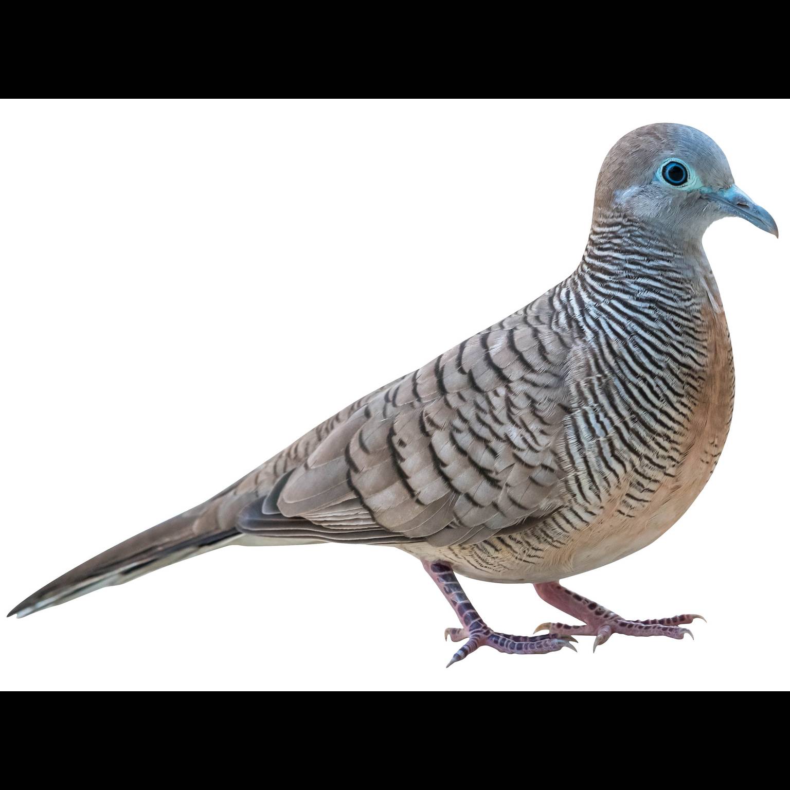 Полосатая горлица (Geopelia striata)