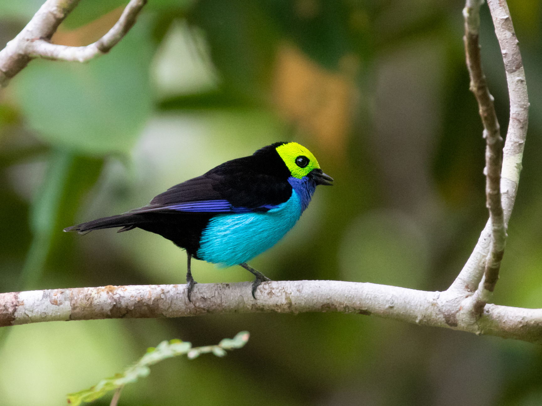 Tangara rajska (Tangara chilensis)