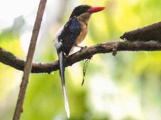 Černohlavý rájovec (Tanysiptera nigriceps)