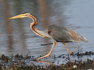 Рыжая цапля (Ardea purpurea)