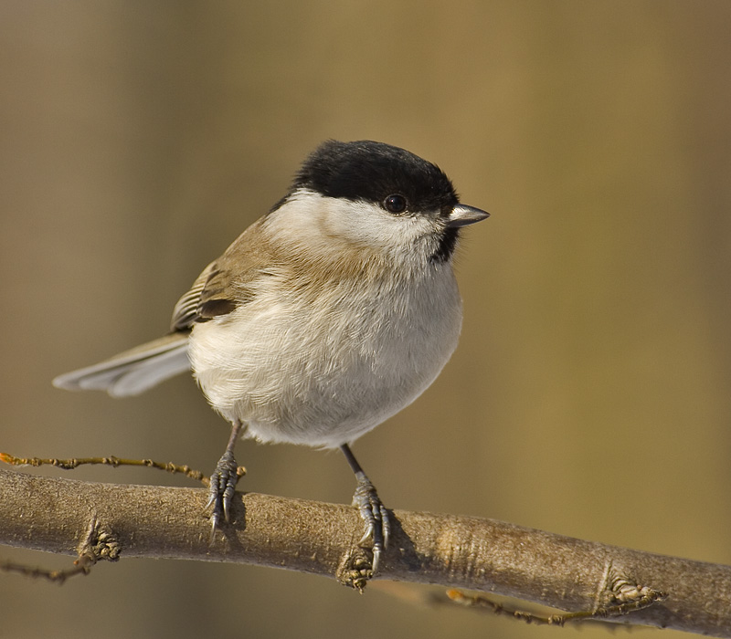 Weidenmeise (Poecile palustris)