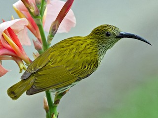 Streaked Spiderhunter (Arachnothera magna)