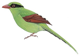 Sojka zelená (Cissa chinensis)