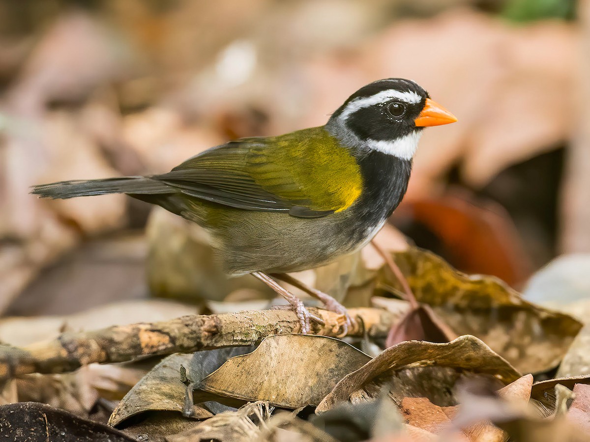 Chingolo de Pico Naranja (Arremon aurantiirostris)