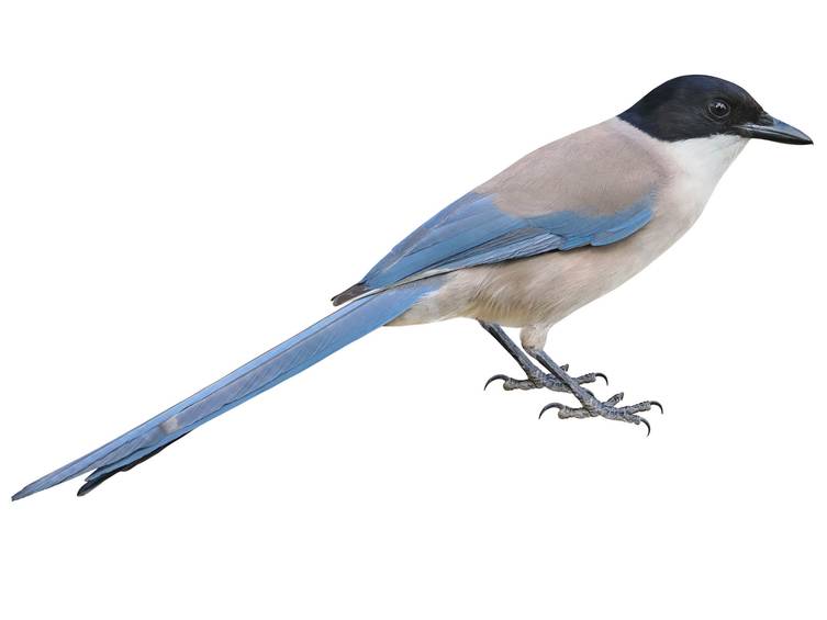 Azure-winged Magpie (Cyanopica cyanus)