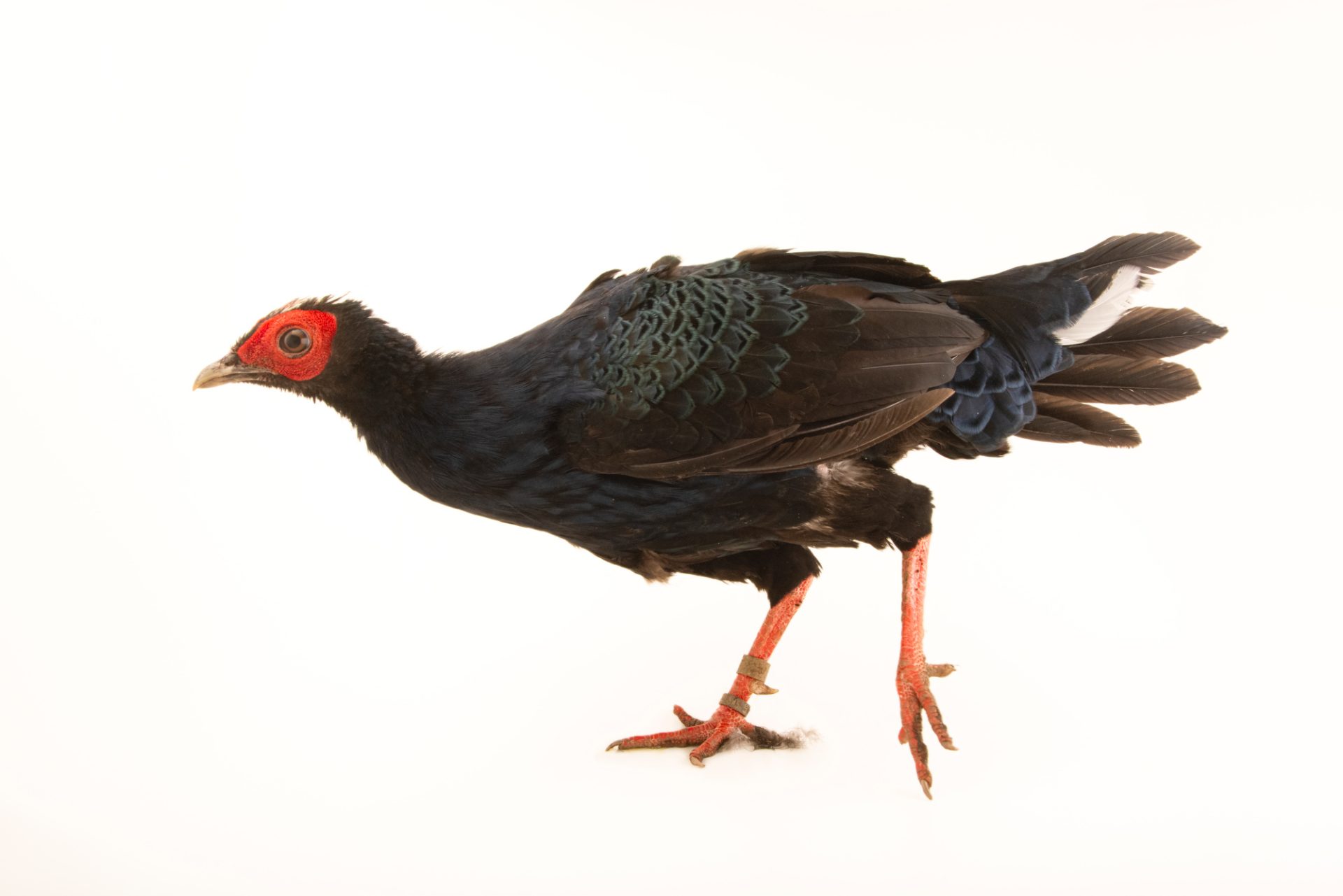 Faisan d'Edwards (Lophura edwardsi)