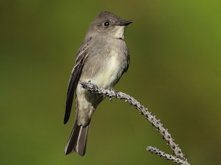 Pigliamosche di Boscaglia Occidentale (Contopus sordidulus)