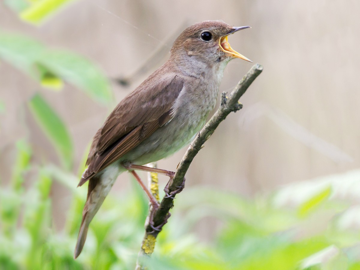 Обыкновенный Соловей (Luscinia luscinia)