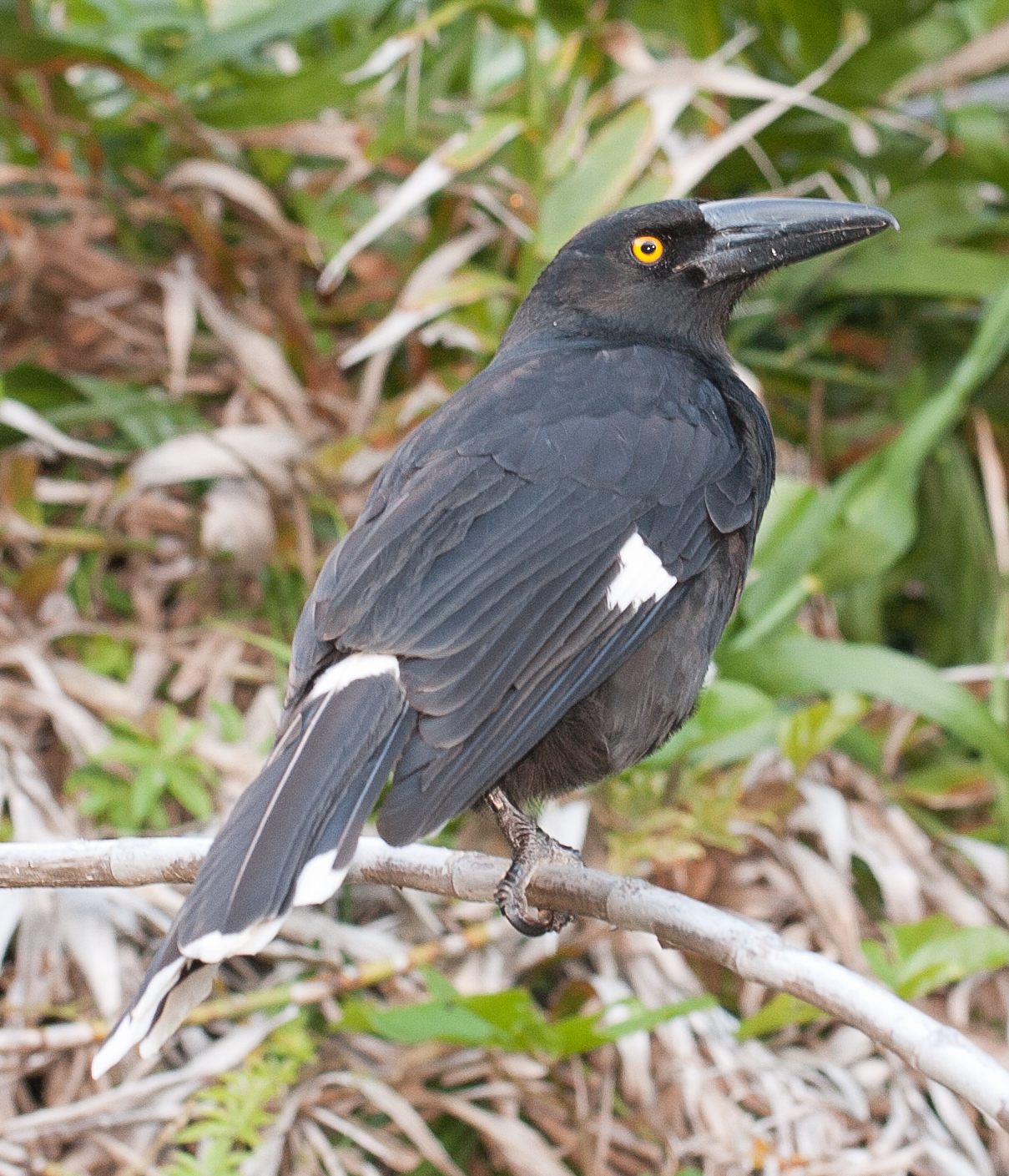 Strepera pie (Strepera graculina)