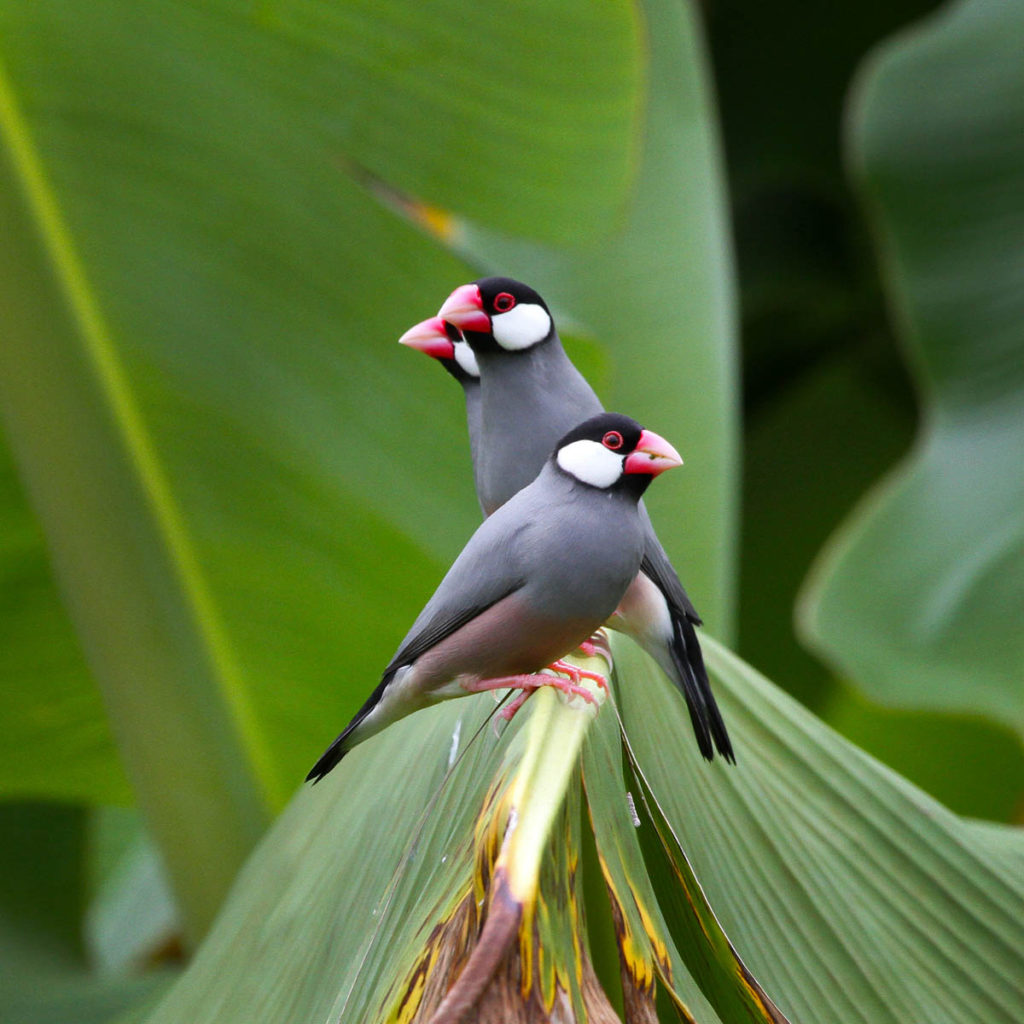 Java Sparrow (Lonchura oryzivora)