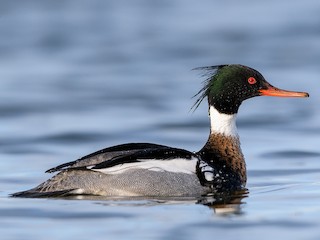 Mittelsäger (Mergus serrator)