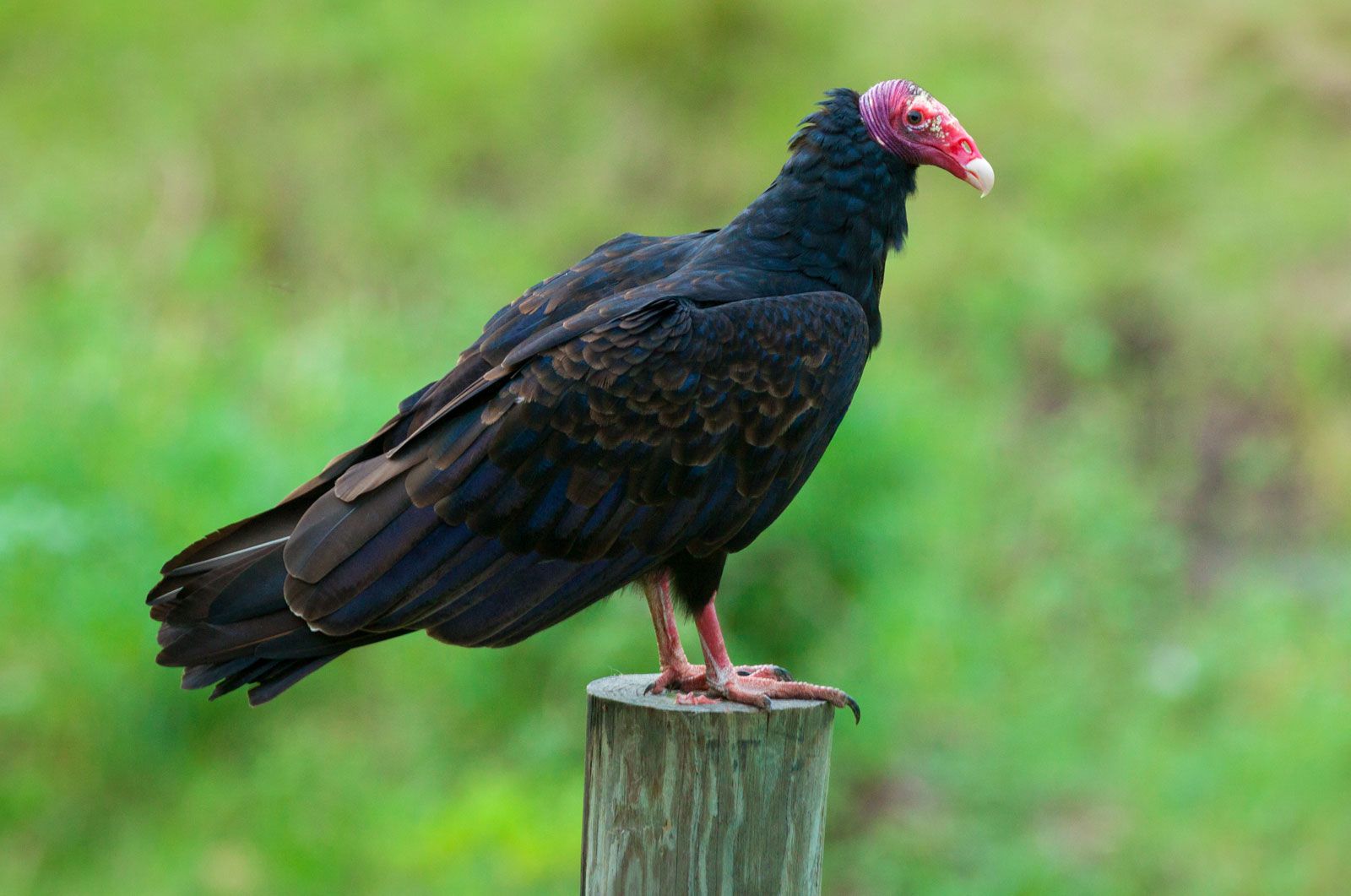 Turkey Vulture (Cathartes aura)