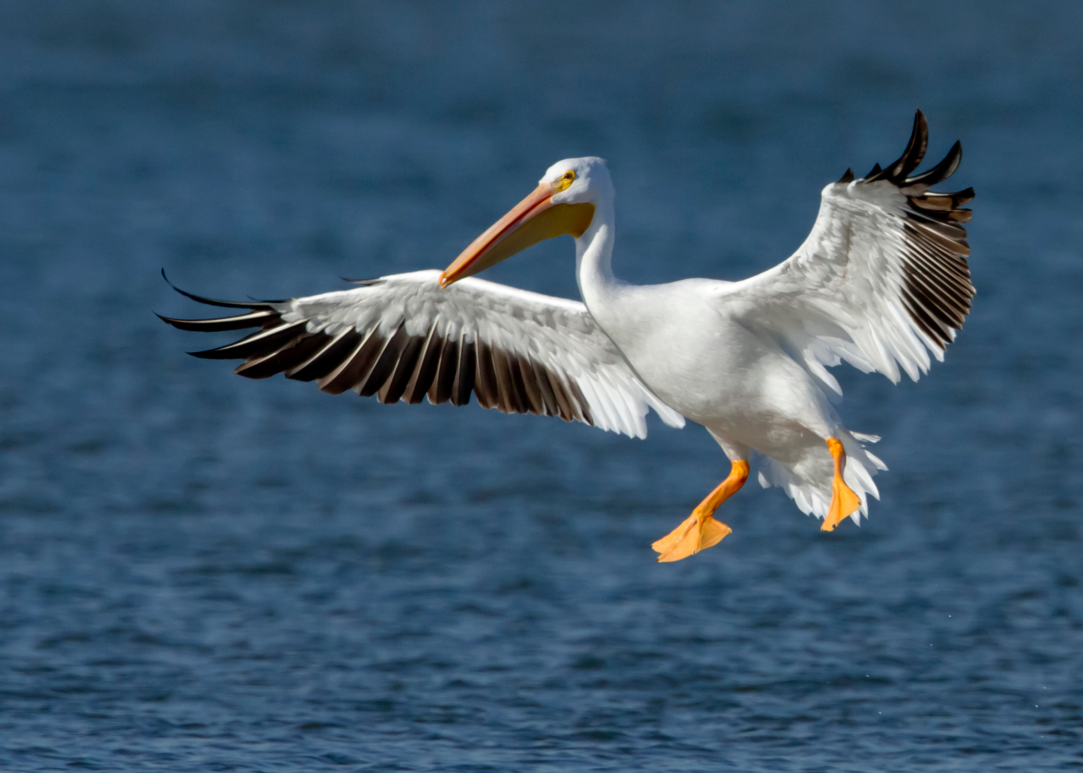 American White Pelican (Pelecanus erythrorhynchos)