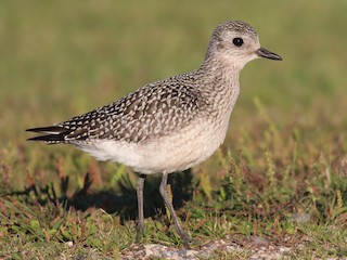 Grey Plover (Pluvialis squatarola)