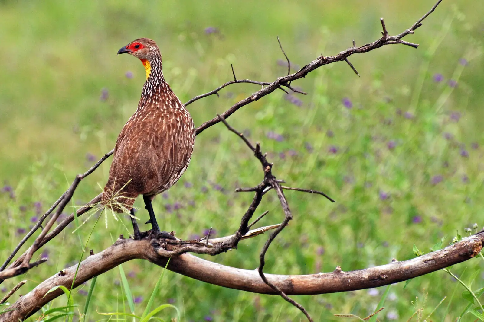 Perdiz de Nuca Amarilla (Pternistis leucoscepus)