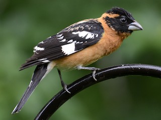 Black-headed Grosbeak (Pheucticus melanocephalus)