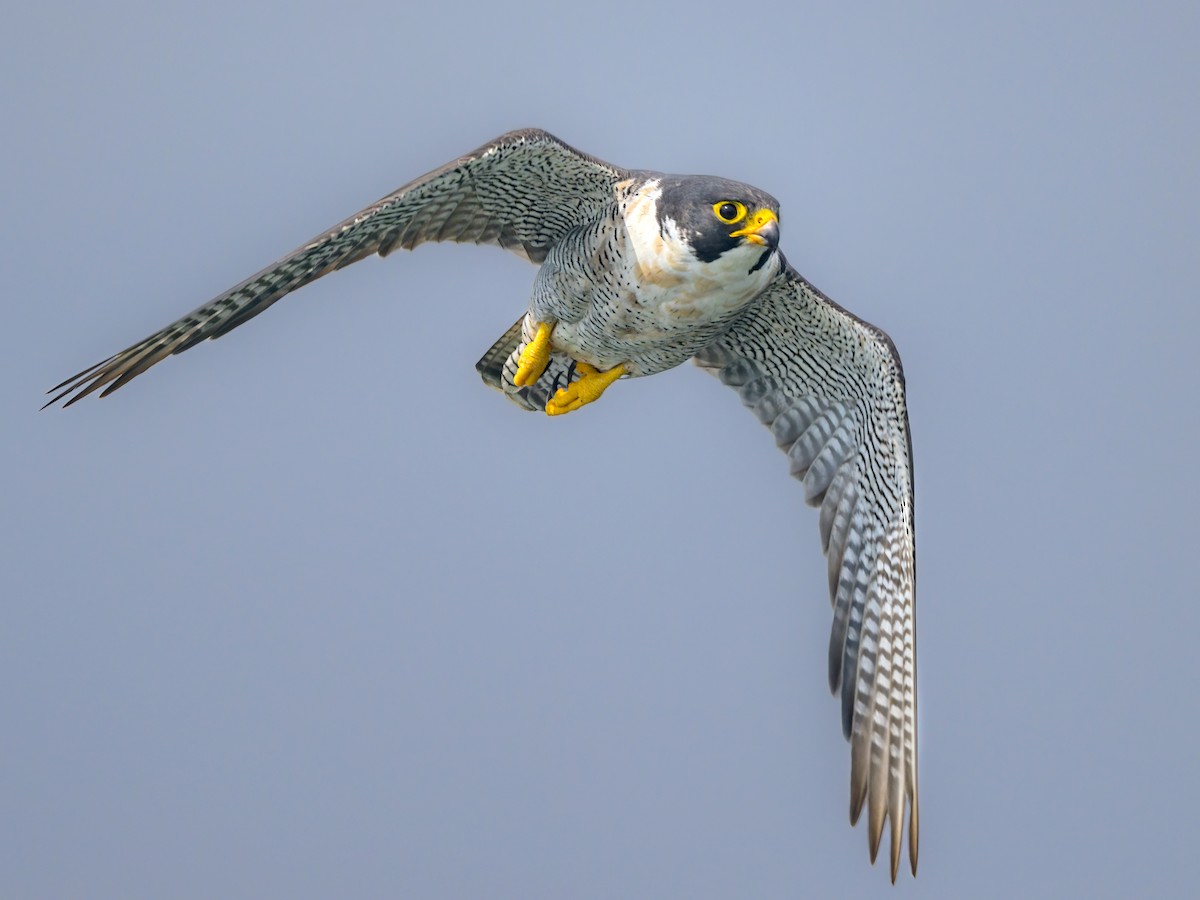 Wanderfalke (Falco peregrinus)