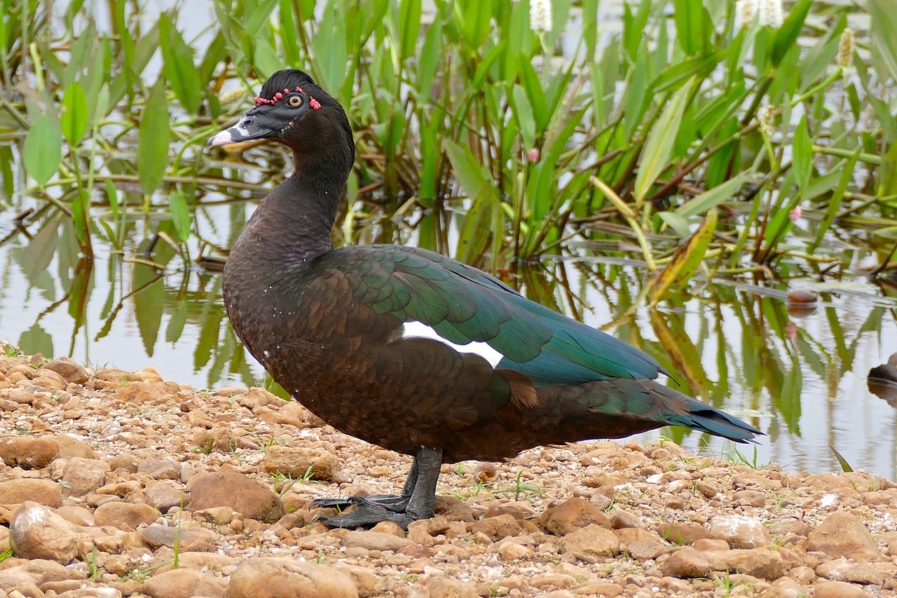 Moschusente (Cairina moschata)
