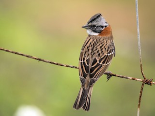 Passero collare rufi (Zonotrichia capensis)