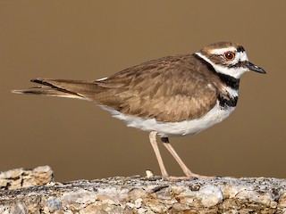 Töyhtöhyyppä (Charadrius vociferus)