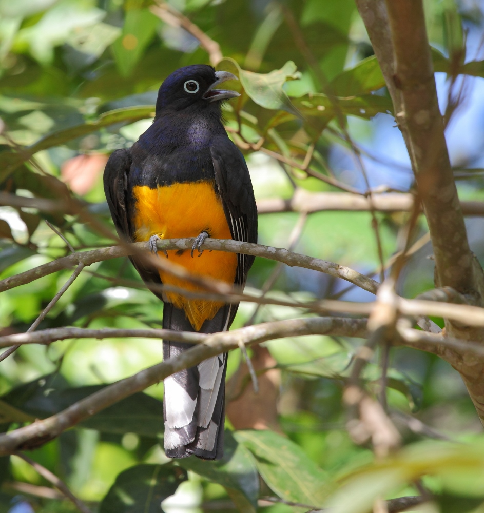 Trogón Verde (Trogon viridis)