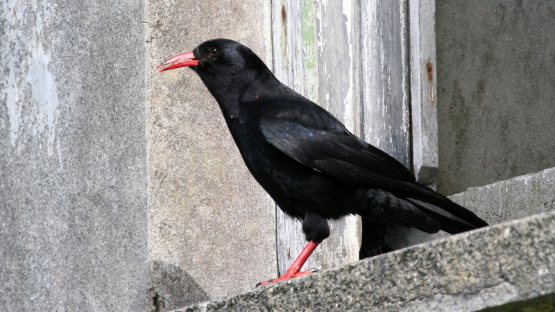 Альпийская галка (Pyrrhocorax pyrrhocorax)