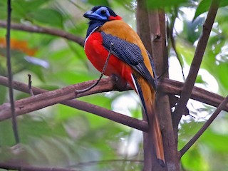 Red-naped Trogon (Harpactes kasumba)